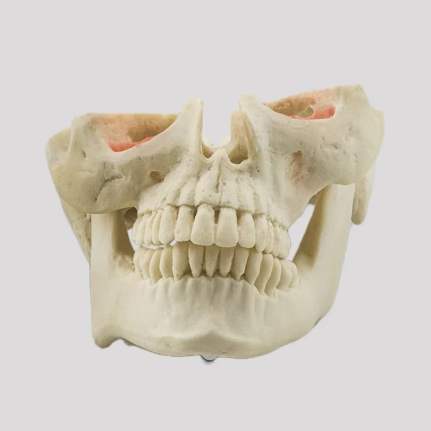 12789 - MANEQUIM COM ASSIMETRIA FACIAL SEVERA